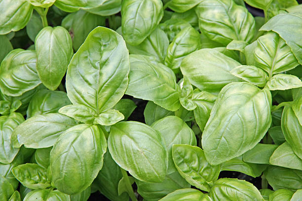 istock green basil leaves ready to taste the tasty kitchen recipes 178565163