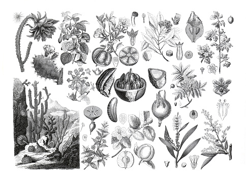 Vintage organic plant collection. hand drawn vintage plants illustration. cactus, cereus hexagonus, fuchsia, trapa natans, punica granatum, caryophyllus aromaticus, bertholletia excelsa, myrtus, crataegus, mespilus medicinal herb plant collection.