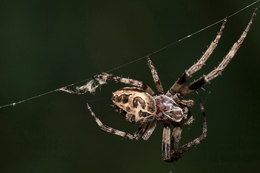 Linyphiidae Dwarf Spider. Digitally Enhanced Photograph.