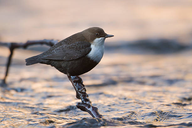 White-throated Dipper river bird (Cinclus-cinclus) bird species Cinclus cinclus, Vosges, France cinclidae stock pictures, royalty-free photos & images