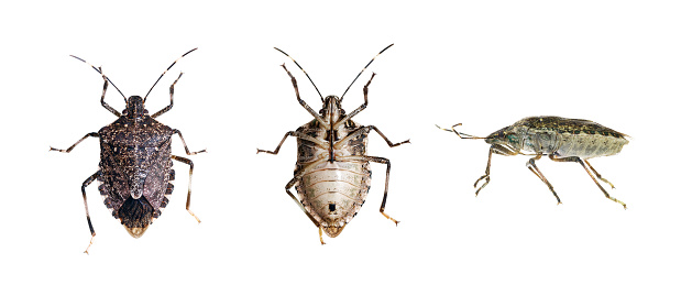 Dorsal, ventral and side view of the brown marmorated stink bug (Halyomorpha halys) on white background