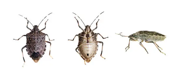 Photo of Dorsal, ventral and side view of the brown marmorated stink bug (Halyomorpha halys) on white background