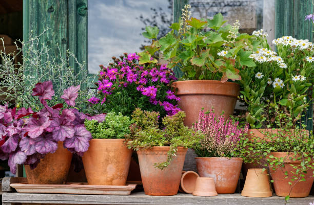 istock Different Potted autumn flowering plants (Heuchera sanguinea, Heuchera villosa, Aster ageratoides, Symphyotrichum novi-belgii) on wooden shelf 1785655822