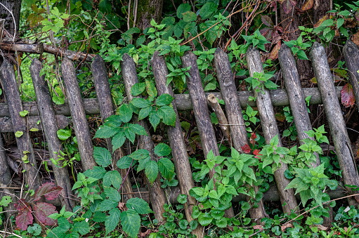 Old rickety wooden fence overgrown with greenery