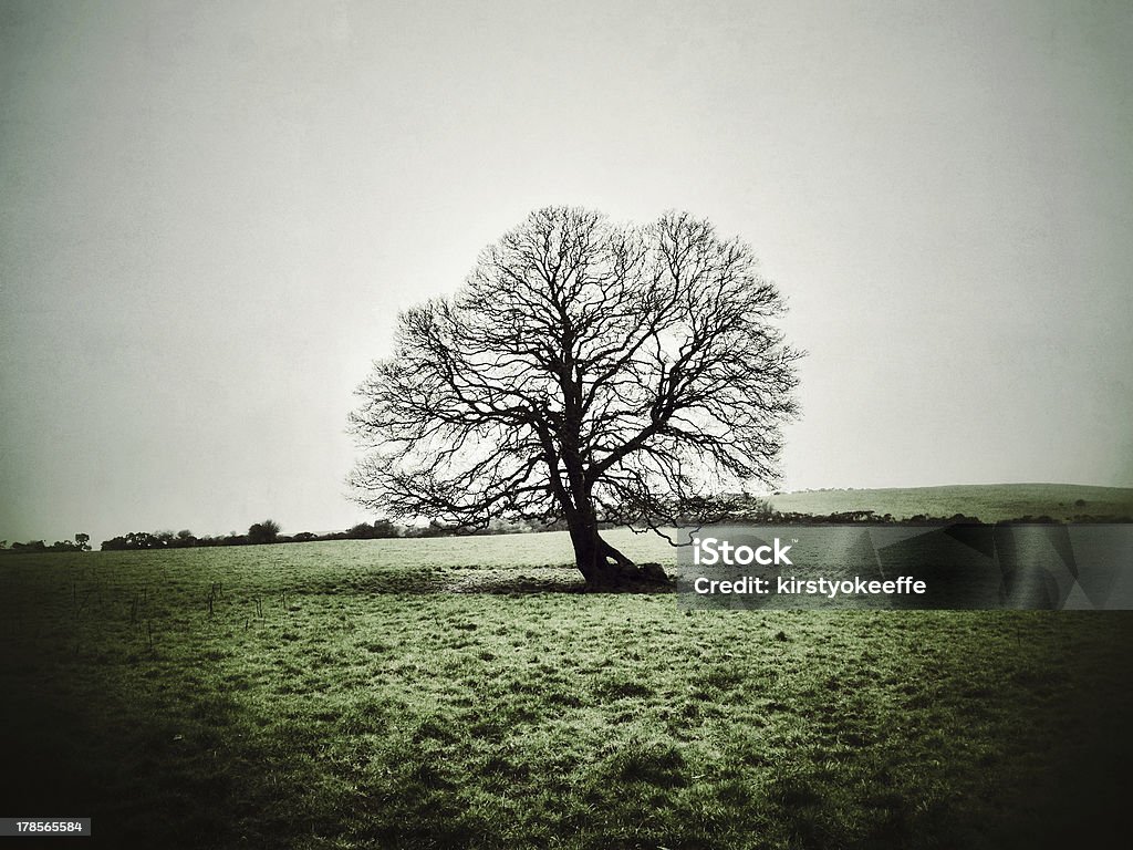 Albero solitario - Foto stock royalty-free di Albero