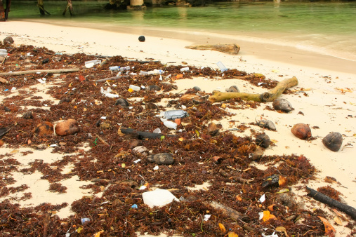 Pile of weeds and trash at Rincon beach, Samana peninsula, Dominican Republic