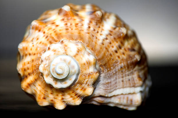 istock Orange seashell of snail 178565637