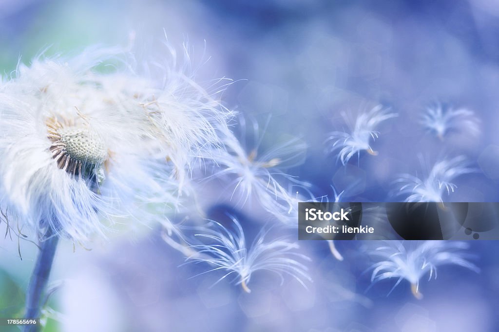 dandelion blowing dandelion seeds blowing wind, dreamy magical image with blue tones Dandelion Stock Photo