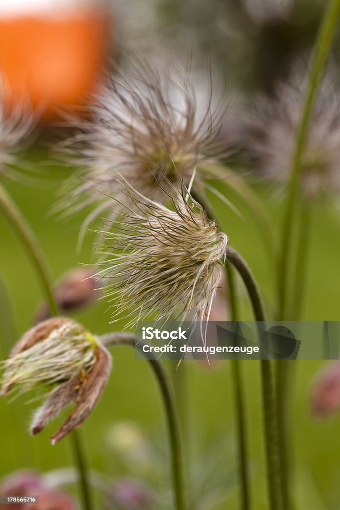 Toque de beleza - Foto de stock de Alemanha royalty-free