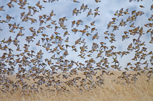 Common Linnet (Linaria cannabina) flying in a group.