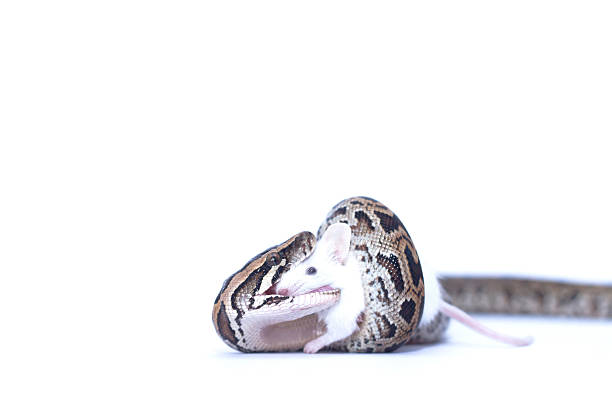 Python Eating Rat 70+ Ball Python Eating Stock Photos, Pictures & Royalty-Free Images ...