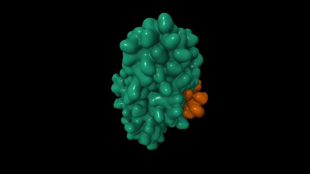 Structure of the Helicobacter pylori CagA oncogene (green) bound to the human tumor suppressor apoptosis-stimulating protein of p53 (brown)