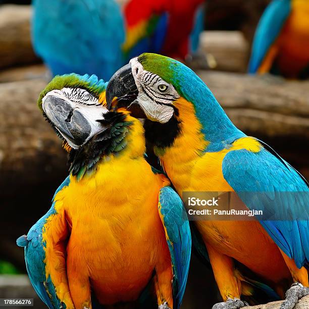 Blue And Gold Macaw Stock Photo - Download Image Now - Animal, Animal Body Part, Animal Eye