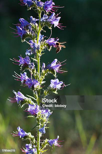 Flor Azul - Fotografias de stock e mais imagens de Abelha - Abelha, Ajuga, Arrancar Ervas Daninhas