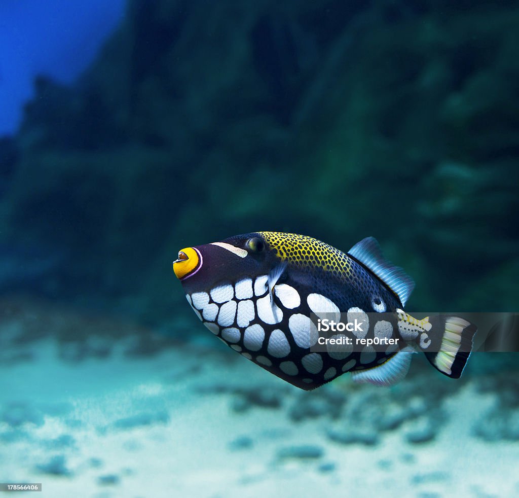 Pesce balestra - Foto stock royalty-free di Balistidi