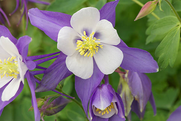 istock Columbine, Rocky Mountain 178566514