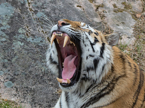 istock Roar of the Tiger 178566744