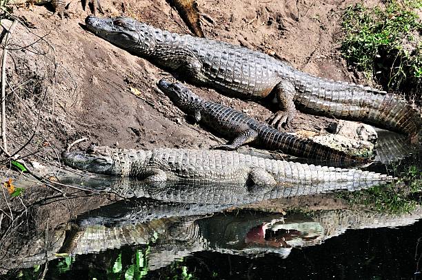 istock Alligators climbing pond banks 178566750
