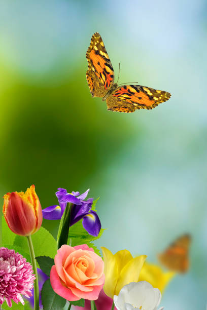 The photo shows orange/yellow cosmos flowers and a butterfly called graphium sarpedon, which is a species of swallowtail.Native to Mexico, cosmos sulphureus which is commonly called yellow cosmos is now grown all over including North America, Asia and Europe. This annual plant produces daisy-like flowers with flower colors ranging from yellow to orange to scarlet red. Orange cosmos normally blooms in July and August in Japan with butterflies circling around the flowers.