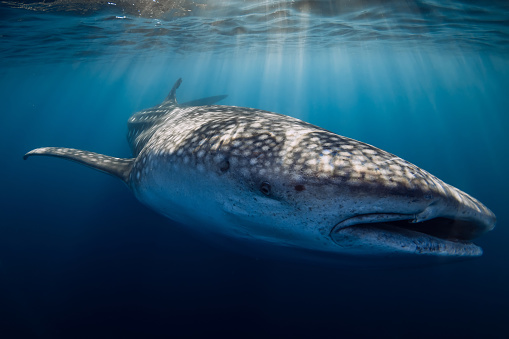 Underwater wide angle shot of a Whale Shark swimming in blue ocean with sun rays