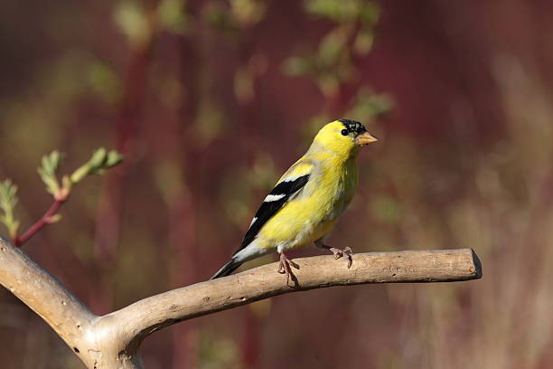 istock American Goldfinch (Carduelis tristis) on a branch. 178567529
