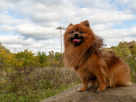 Red Spitz against the background of an autumn landscape. Portrait of a dog sitting on a large stone.