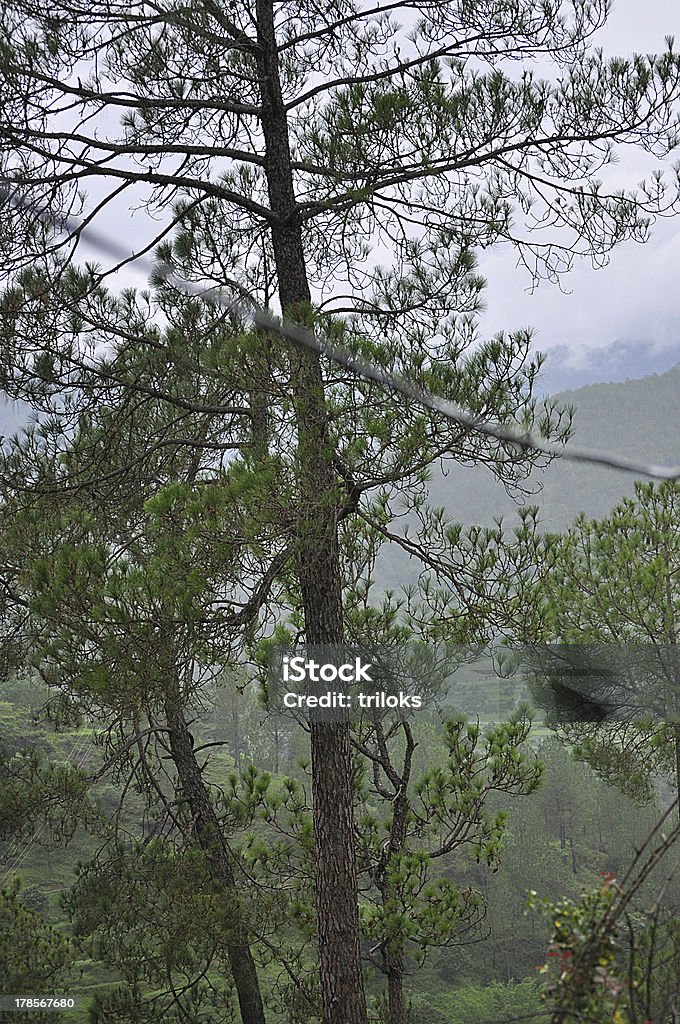 Pinheiro Tree - Foto de stock de Arbusto royalty-free
