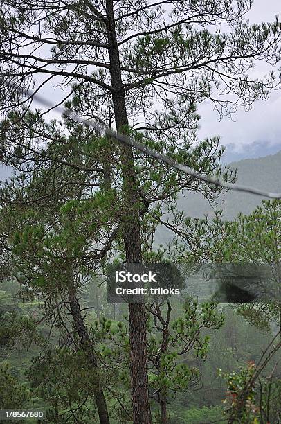 Foto de Pinheiro Tree e mais fotos de stock de Arbusto - Arbusto, Beleza, Beleza natural - Natureza