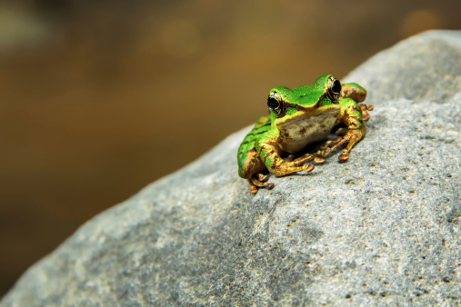 poisonous rock-frog (Rana hosii). A poison frog who naturaly live in the near river in tropical rain forest