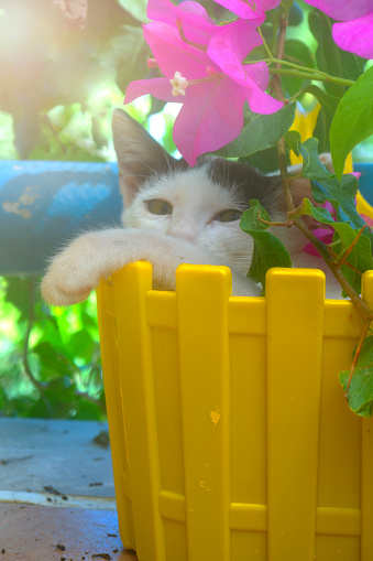 little cat in a flower pot