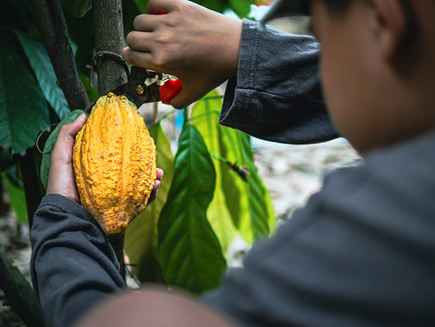 Close-up hands of a cocoa farmer use pruning shears to cut the cocoa pods or fruit ripe yellow cacao from the cacao tree. Harvest the agricultural cocoa business produces.