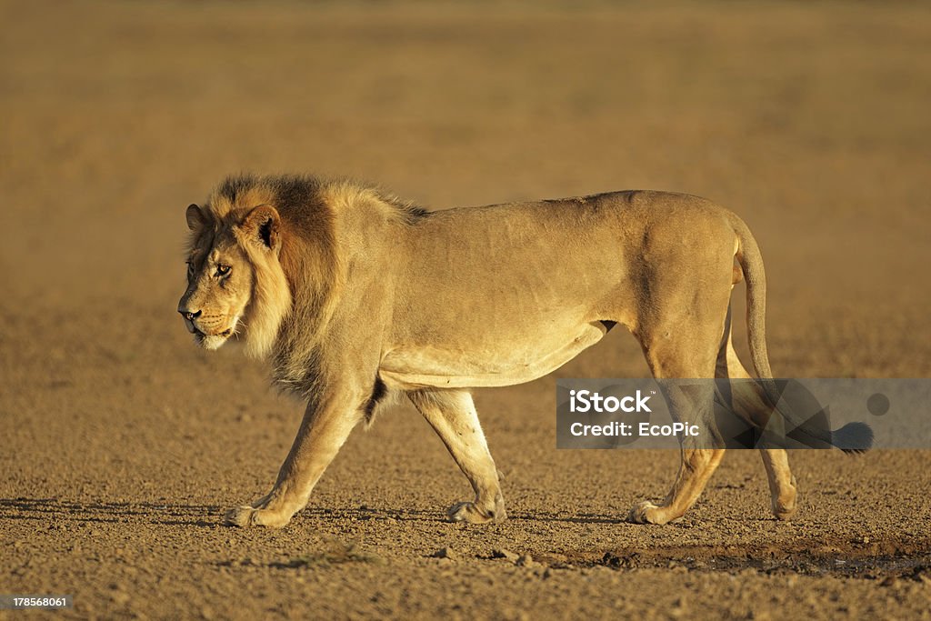 Camminare africani Leone - Foto stock royalty-free di Animale maschio