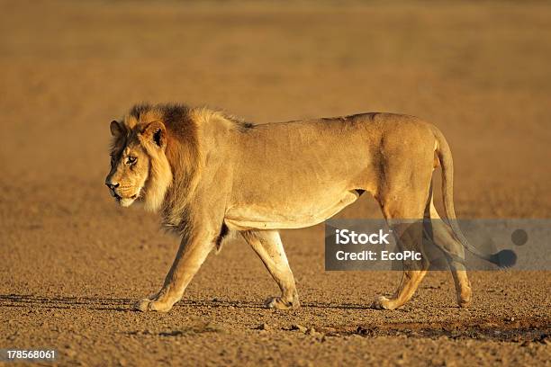 Camminare Africani Leone - Fotografie stock e altre immagini di Animale maschio - Animale maschio, Camminare, Leone - Grande felino