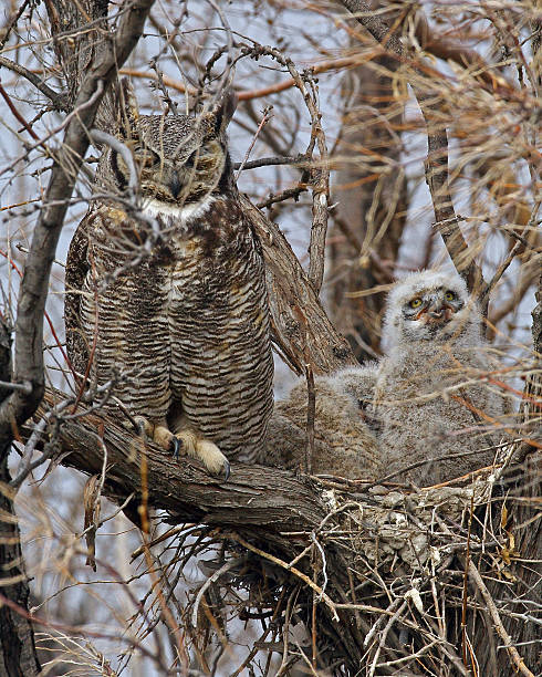istock Great Horned Owl and growing family. 178568146