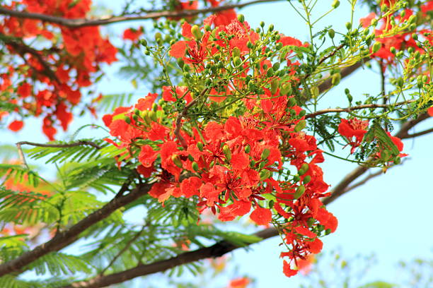 istock Beautiful and bright red flowers 178568294
