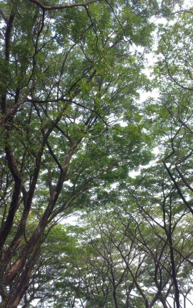 looking at beautiful tree scenery with fresh green leaves - photography branch tree day imagens e fotografias de stock