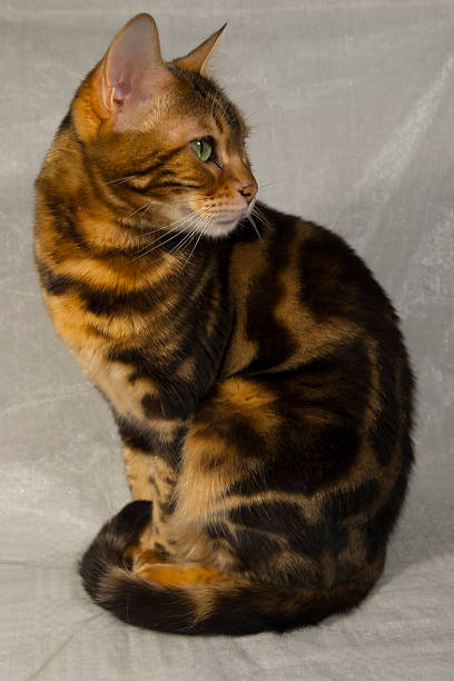 Bengal Cat brown marbled tabby stock photo