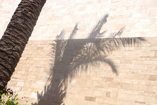 palm tree shadow reflected on the wall