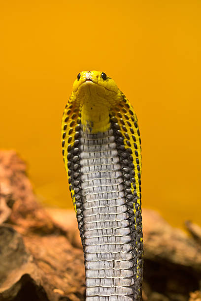 istock Southeastern Philippine Cobra / Naja Samarensis 178568501