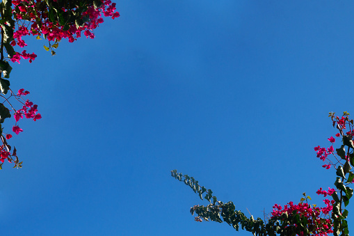 Bougonvillea with clear blue sky background.