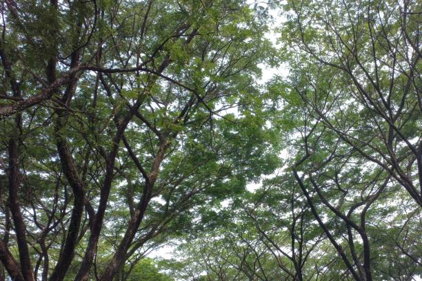 looking at beautiful tree scenery with fresh green leaves - photography branch tree day imagens e fotografias de stock