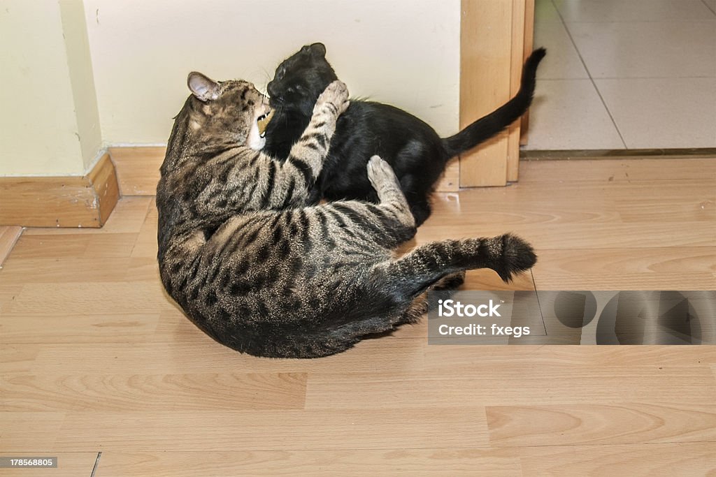 Gatti difficoltà - Foto stock royalty-free di Aggressione