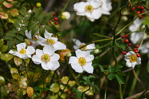 Japanese anemone (Anemone hupehensis) flowers. Ranuunculaceae perennial plants. White or pink flowers bloom on tall flower stalks in autumn.