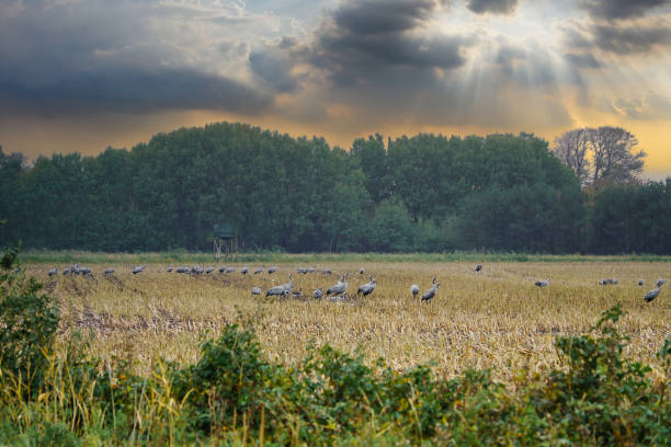 Cranes at a resting place on a harvested corn field in front of a forest. Migratory birds feeding. Wild animals on the Darss in nature. Animal photograph