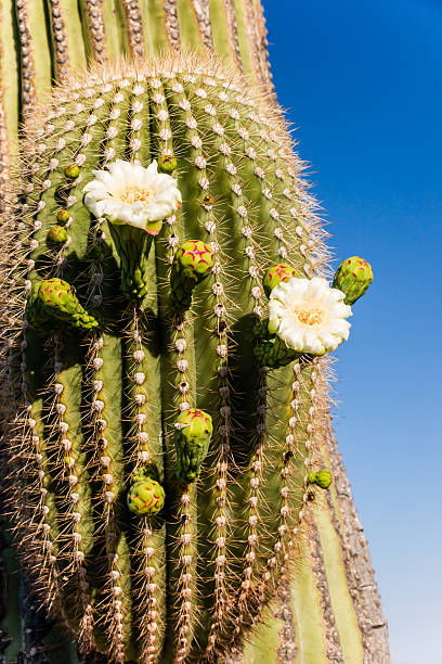 istock Blooming Saguaro Cactus Close Up 178568943