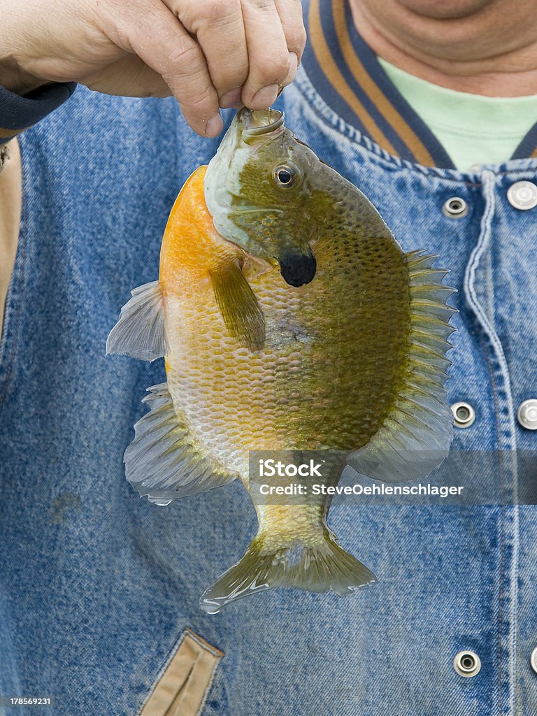 Primavera Sunfish - Foto de stock de Pez luna - Pez libre de derechos