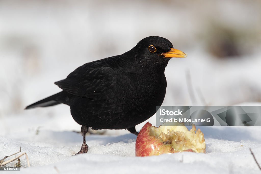 Blackbird - Photo de Animal mâle libre de droits