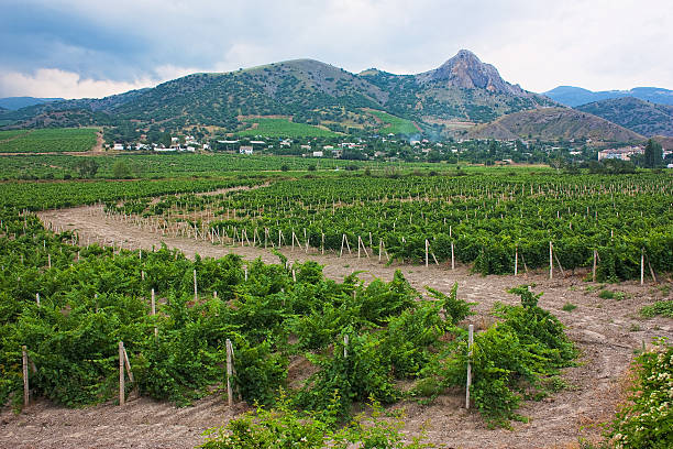 istock vineyards in the valley 178569319