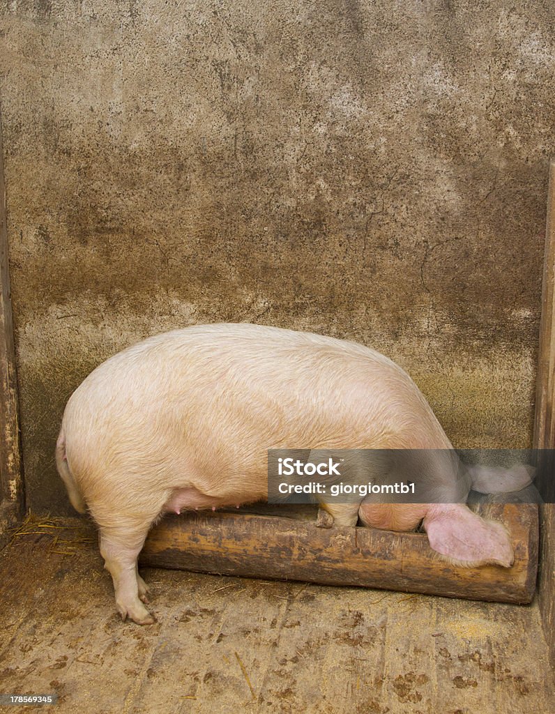 pig eating pig eating inside  the piggery Agriculture Stock Photo