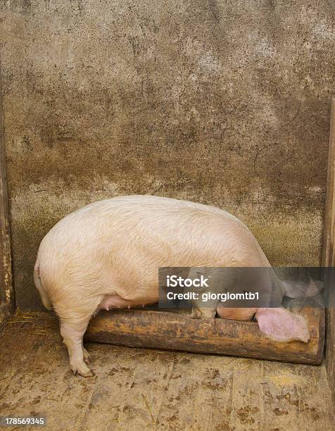 Pig Eating Stock Photo - Download Image Now - Agriculture, Animal, Barn